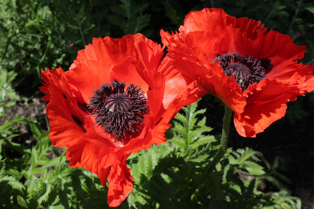 Декоративные маки. Мак Восточный (Papaver orientale). Мак Восточный Beauty of Livermere. Мак Восточный Пикоти. Мак Гарден Глори.