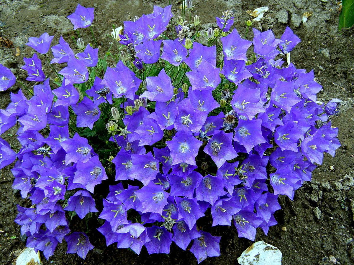 Колокольчик Карпатский (Campanula Carpatica)