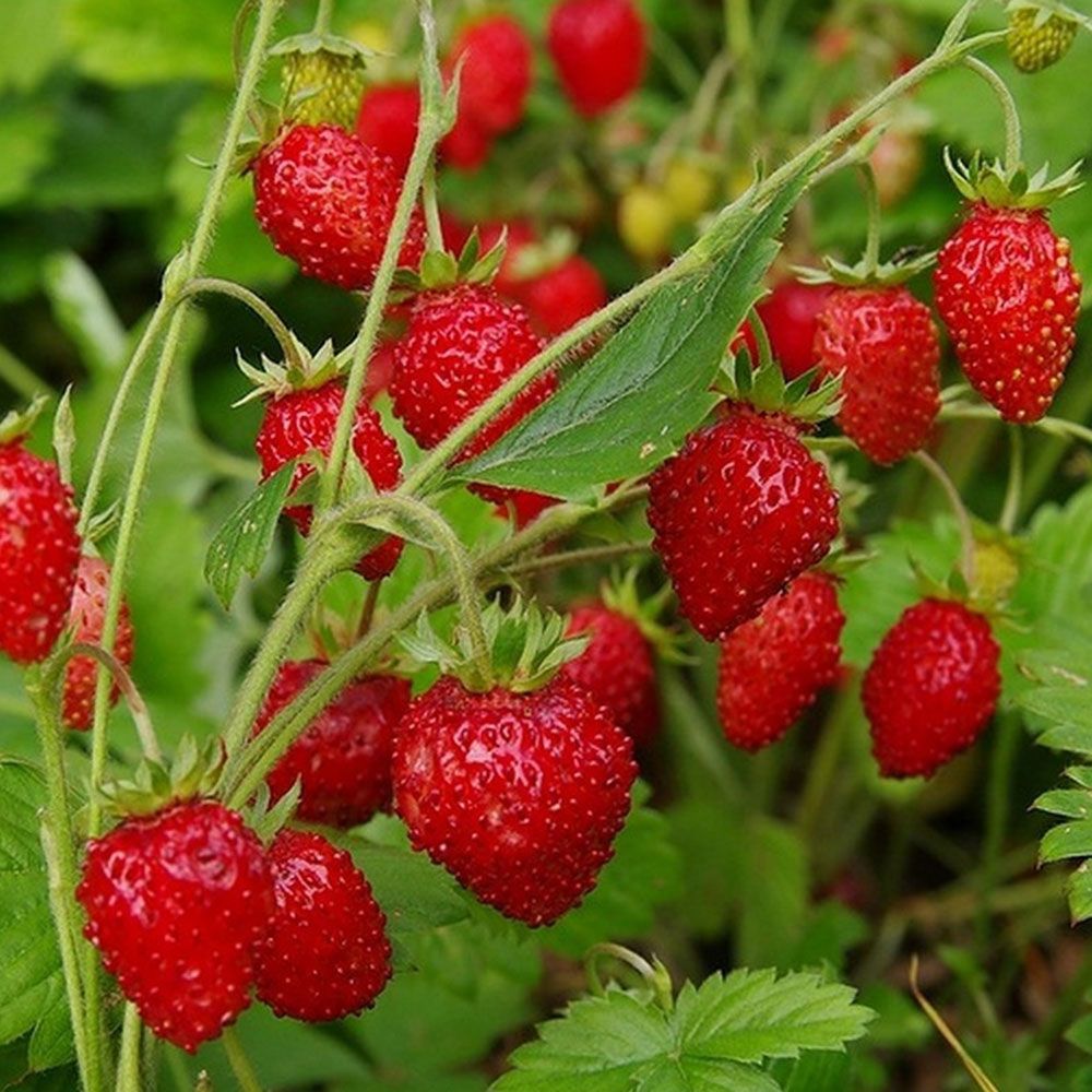 Земляника Лесная (Fragaria vesca)