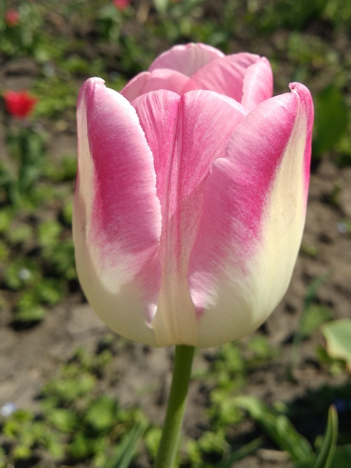Тюльпан first life фото и описание