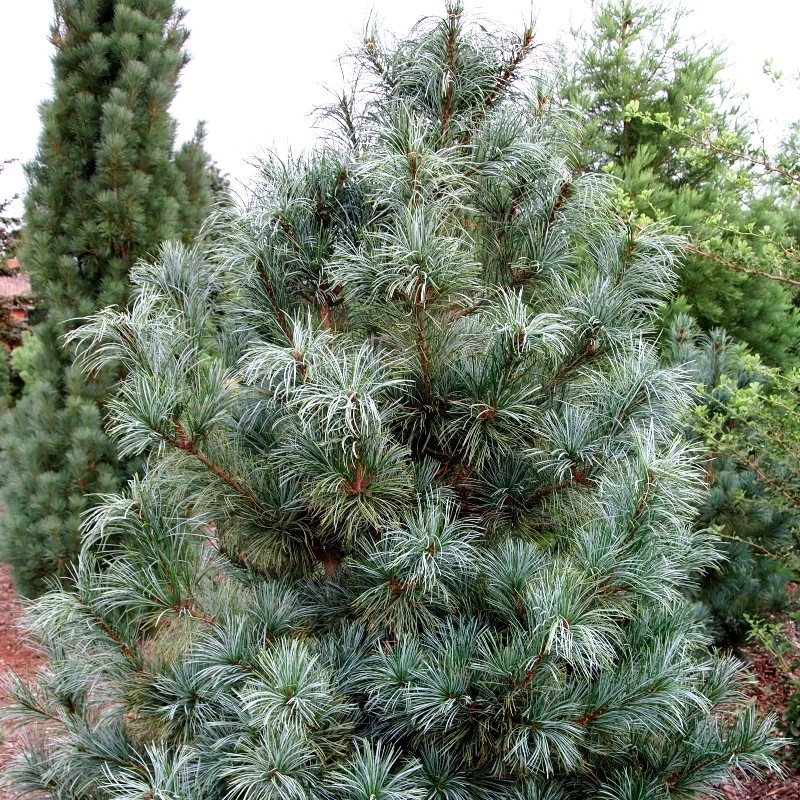 Pinus koraiensis